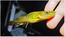 어신 > 좋은곳 알려준다기에 찾아가 보니 : 낚시사랑