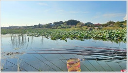 어신 > 찌만 떨어지면 입질한다는데...지포지 : 낚시사랑