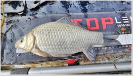 어신 > 역시 미암수로...마릿수가 나왔습니다. : 낚시사랑