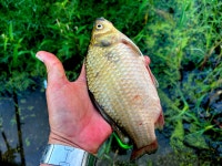 솔바람소리 > 천안 직산 소류지 : 낚시사랑