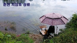 낙하산 > 낙하산의 낚시여행...(춘천 의암호 상류권) : 낚시사랑