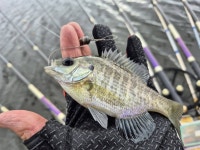 바다하늘산 > 경기권 소류지 탐사 ... 풍우(風雨) ... 2025.10.18 ~ 10.19 ... : 낚시사랑