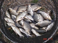 영천동해낚시 > 영천 고경 조황입니다~ : 낚시사랑