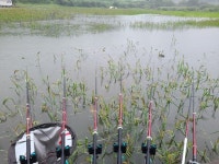 흥수낚시 > 고삼지 -오름수위속 붕어들 : 낚시사랑