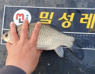 원삼안흥수낚시 > 무료터 청미천 -4짜는 연일 나옵니다 : 낚시사랑
