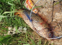 원삼안흥수낚시 > 무료터 청미천 붕어소식 : 낚시사랑