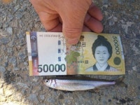 기아낚시 > ☞ [삼정낚시터] 자연산 붕어가 있는곳 : 낚시사랑