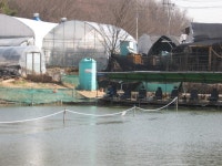 삼시골지기 유료낚시터 > 하우스 주위와 로얄 그리고 코너쪽.... : 낚시사랑