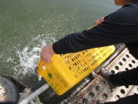 상덕낚시터 유료낚시터 > 주말 풍경(2미터 장찌의 몸통을 보았습니다)... : 낚시사랑