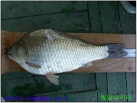 원일낚시터 유료낚시터 > 28일~6월1일 조황 : 낚시사랑