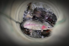 은행나무공원 유료낚시터 > 산천어 송어낚시 개장 : 낚시사랑