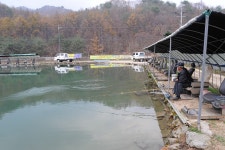 은행나무공원 유료낚시터 > 산천어 송어낚시 개장 : 낚시사랑