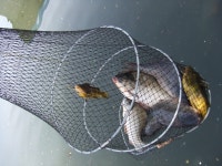 흥림붕어! 유료낚시터 > 흥림지(상류서부낚시) 5월 28일조황정보 : 낚시사랑