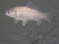 산장가든 유료낚시터 > 생미끼(새우/참붕어)낚시 찌올림 죽여줘어요!!!!!!!!!!!!!!!! : 낚시사랑