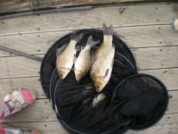 배다리지 유료낚시터 > 서천배다리저수지!조항정보^^ : 낚시사랑