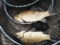 배다리지 유료낚시터 > 서천배다리저수지!조항정보^^ : 낚시사랑