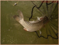 관리낚시터 유료낚시터 > 여기는 관리터입니다.[건재함을 과시하듯 묵은꼬리표들의 행렬] : 낚시사랑