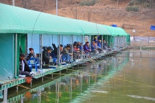 배다리 유료낚시터 > 최고의 입지 조건 파이팅 넘치는 손맛과 이벤트까지~! : 낚시사랑
