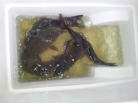 천보산낚시터 유료낚시터 > 반값입어료행사와 송어대방류안내 : 낚시사랑