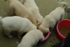 고삼월향낚시터 유료낚시터 > 낚싯대 드리우니. : 낚시사랑