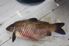 황새목 유료낚시터 > 63cm 대물붕어 출현~~ : 낚시사랑