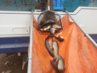 용면파크낚시터 유료낚시터 > 이천에명소 용면낚시터 3월1일 개장 붕어.메기.향어잉어 대량방류... : 낚시사랑