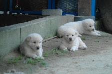 고삼월향낚시터 > 고삼 월향 낚시터 배스 보팅 소식 : 낚시사랑