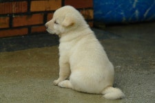 고삼월향낚시터 유료낚시터 > 붕어터 재 개장 소식.!_ : 낚시사랑