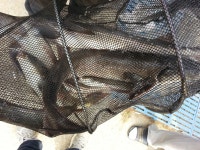 용면파크낚시터 유료낚시터 > 황금연휴 철갑상어와전쟁.............. : 낚시사랑