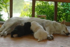 고삼월향낚시터 유료낚시터 > 새로운 주인 새로운 이벤트 공지 : 낚시사랑