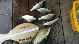 짱가네낚시터 유료낚시터 > 연론리 짱가네(장 임식) 조황정보 : 낚시사랑