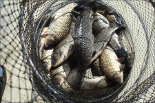 유정낚시터 유료낚시터 > 8/30(토)내일 바베큐 파티 및 붕어1톤 방류합니다.^^ : 낚시사랑