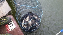 고잔낚시터 유료낚시터 > 주말 조황정보 전합니다. : 낚시사랑