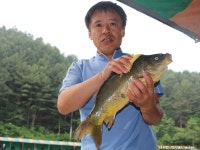 양평대명낚시터 유료낚시터 > 지난주말 조황정보 및 주중 소식과 방류~ : 낚시사랑