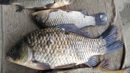 안골지 유료낚시터 > 아산 안골낚시터 조황정보입니다. : 낚시사랑