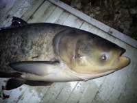 상곡낚시터 유료낚시터 > 1m20cm 대두어 출현과 토종붕어 방류 / 1人용 개인좌대 완공 : 낚시사랑