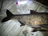 상곡낚시터 유료낚시터 > 1m20cm 대두어 출현과 토종붕어 방류 / 1人용 개인좌대 완공 : 낚시사랑