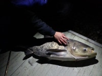 상곡낚시터 유료낚시터 > 1m20cm 대두어 출현과 토종붕어 방류 / 1人용 개인좌대 완공 : 낚시사랑