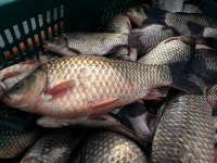 상곡낚시터 유료낚시터 > 1m20cm 대두어 출현과 토종붕어 방류 / 1人용 개인좌대 완공 : 낚시사랑