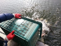 상곡낚시터 유료낚시터 > 1m20cm 대두어 출현과 토종붕어 방류 / 1人용 개인좌대 완공 : 낚시사랑