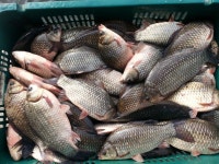 상곡낚시터 유료낚시터 > 1m20cm 대두어 출현과 토종붕어 방류 / 1人용 개인좌대 완공 : 낚시사랑