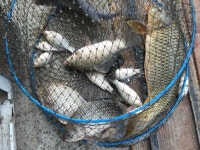 덕송지 유료낚시터 > 풍차낚시터 조황스케치 : 낚시사랑