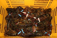 기산낚시공원 유료낚시터 > 양주 연곡바다 랍스터 &민물낚시터 유료낚시터 연휴 조황 및 방류 현황. : 낚시사랑