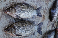 상곡낚시터 유료낚시터 > 1인용 좌대를 소개합니다. : 낚시사랑