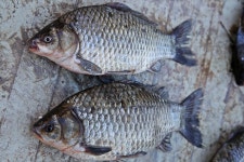 상곡낚시터 유료낚시터 > 1인용 좌대를 소개합니다. : 낚시사랑