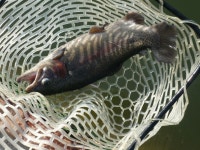 삼인낚시터 유료낚시터 > 2016년 유정피싱배 송오 낚시 대회 안내,이벤트 안내,조황정보 : 낚시사랑