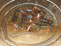 백경수낚시터 유료낚시터 > 1월20일 주간조황 : 낚시사랑