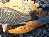 상곡낚시터 유료낚시터 > 상곡지 봄 소식 : 낚시사랑