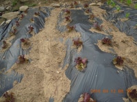 반도낚시터 유료낚시터 > 방류 소식 및 조황 소식입니다 : 낚시사랑