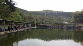 공주 큰목골낚시터 유료낚시터 > 공주 큰목골낚시터 4월24일 소식 : 낚시사랑